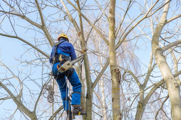 Large Tree Trimming in Salisbury