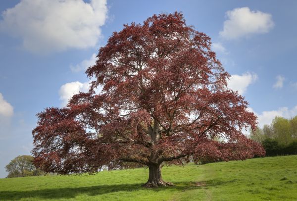 Beech Tree Pruning in Salisbury