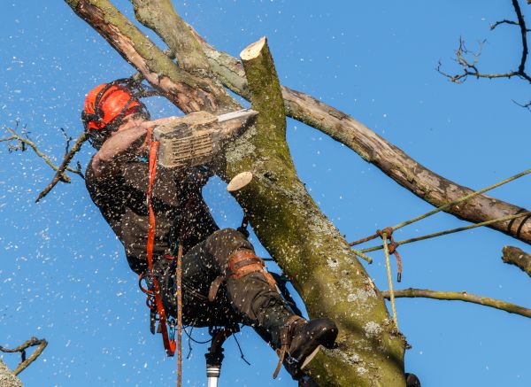 Tree Trimming Service in Salisbury