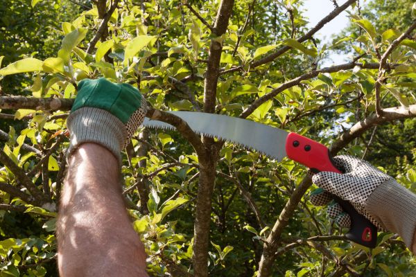 Apple Tree Trimming in Salisbury