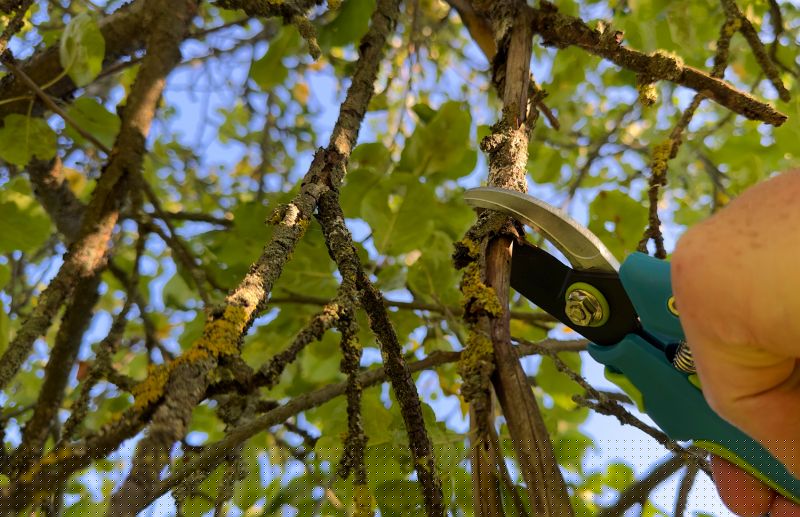 Hickory Tree Pruning