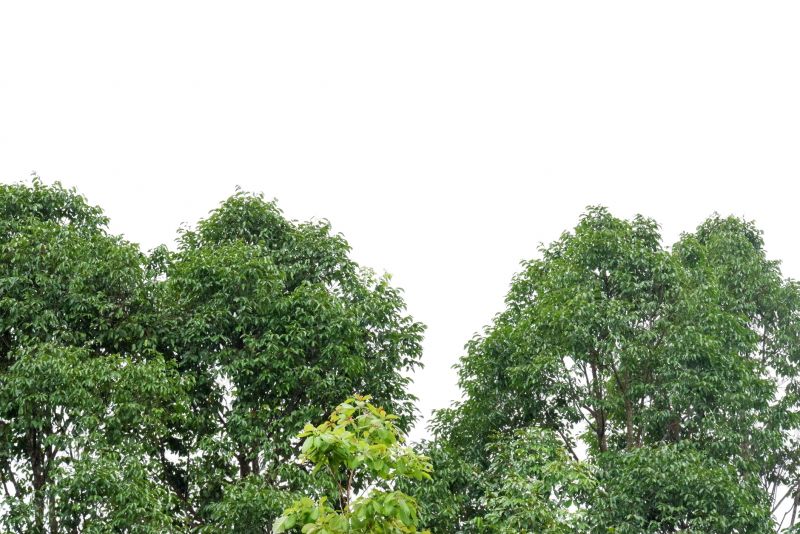 Crown Thinning Process