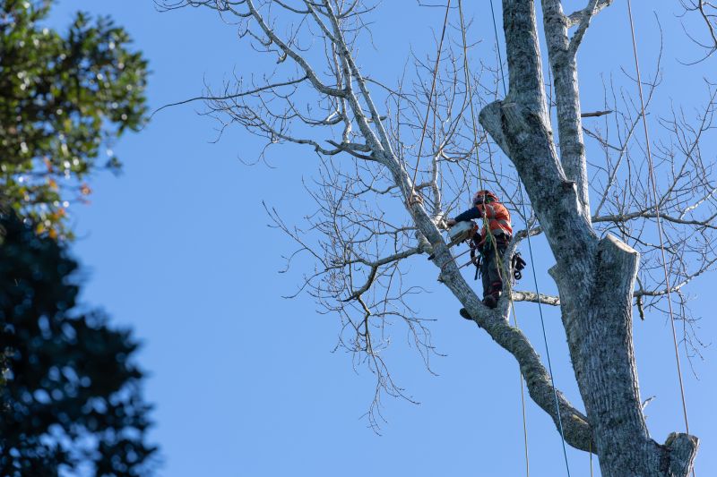 Arborist Performing Pruning