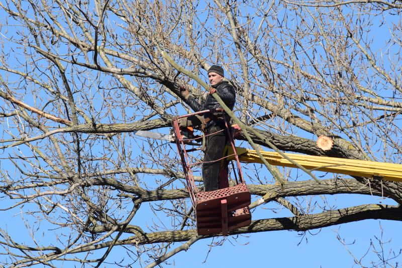 Spring Tree Trimming